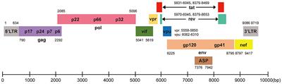 Application of CRISPR/Cas9-Based Gene Editing in HIV-1/AIDS Therapy